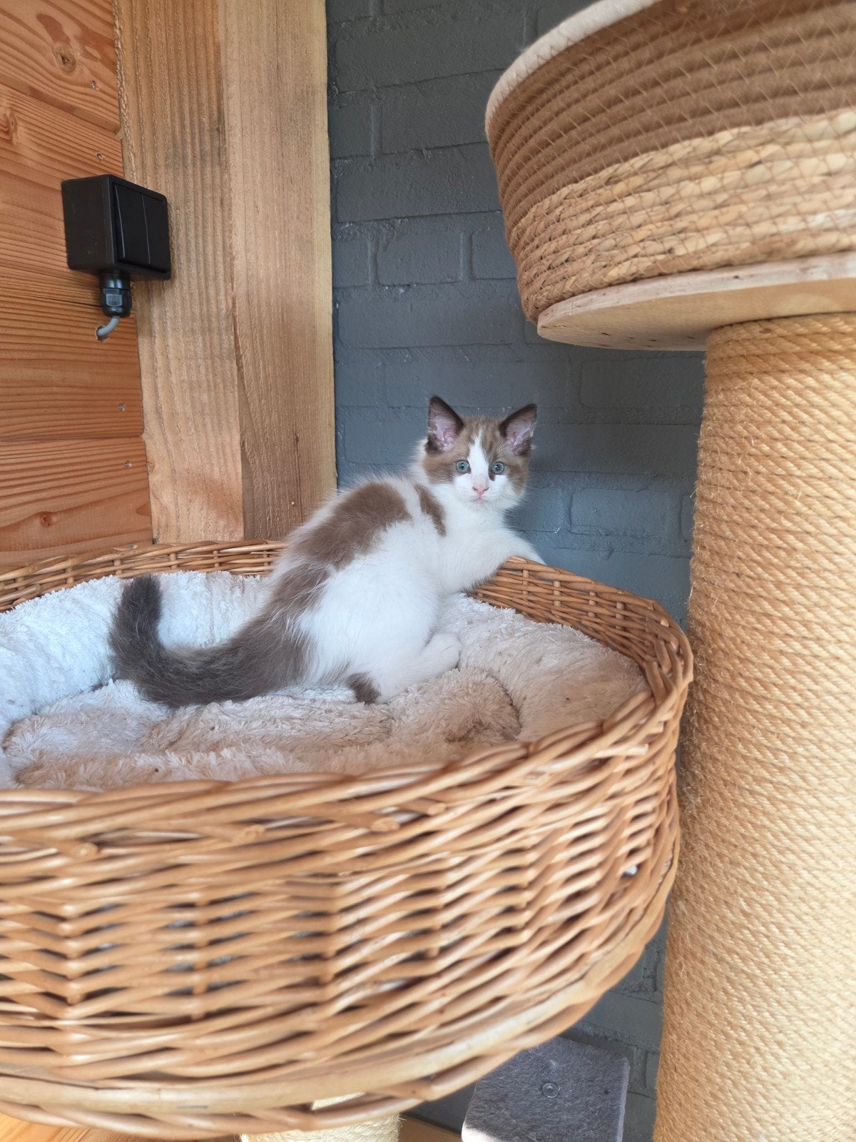 ragdoll katertjes, Kater, Langharig, 0 tot 2 jaar