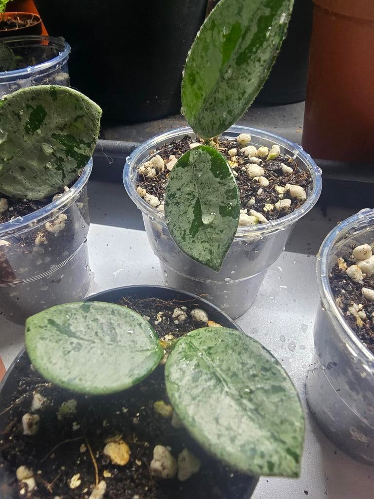 Hoya Mathilde Splash stekjes kamerplant, Huis en Inrichting, Kamerplanten, Ophalen, Halfschaduw, Minder dan 100 cm