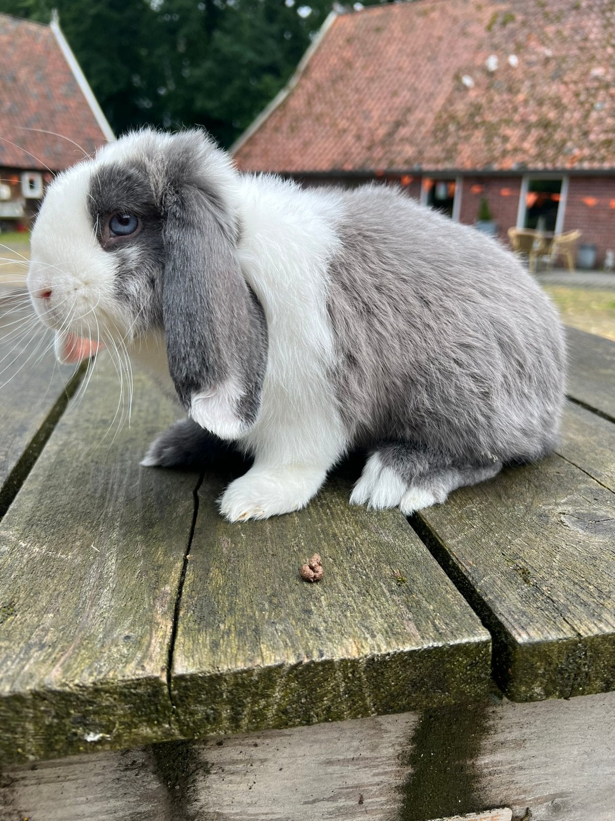Midden Blauw marter bonte  nhd ram, Mannelijk, Dwerg, Hangoor, 0 tot 2 jaar