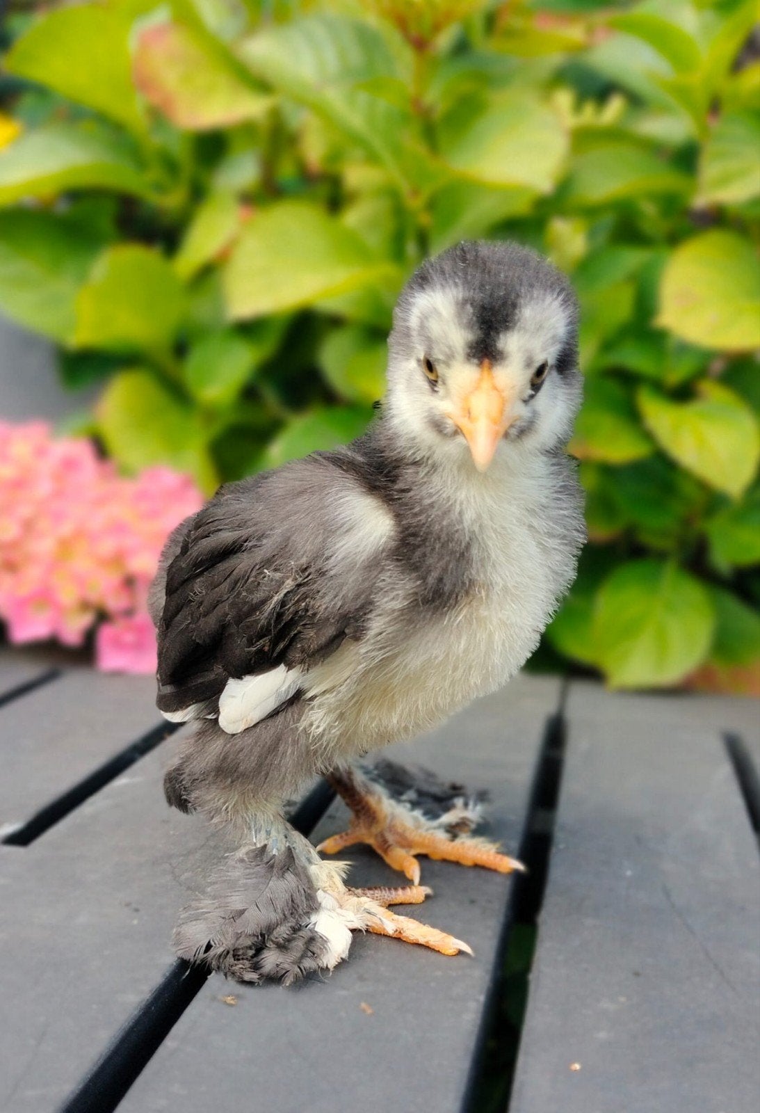 Brahma groot soort, div leuke kleuren,  kuikens, Gesexst hen, Geslacht onbekend, Kip