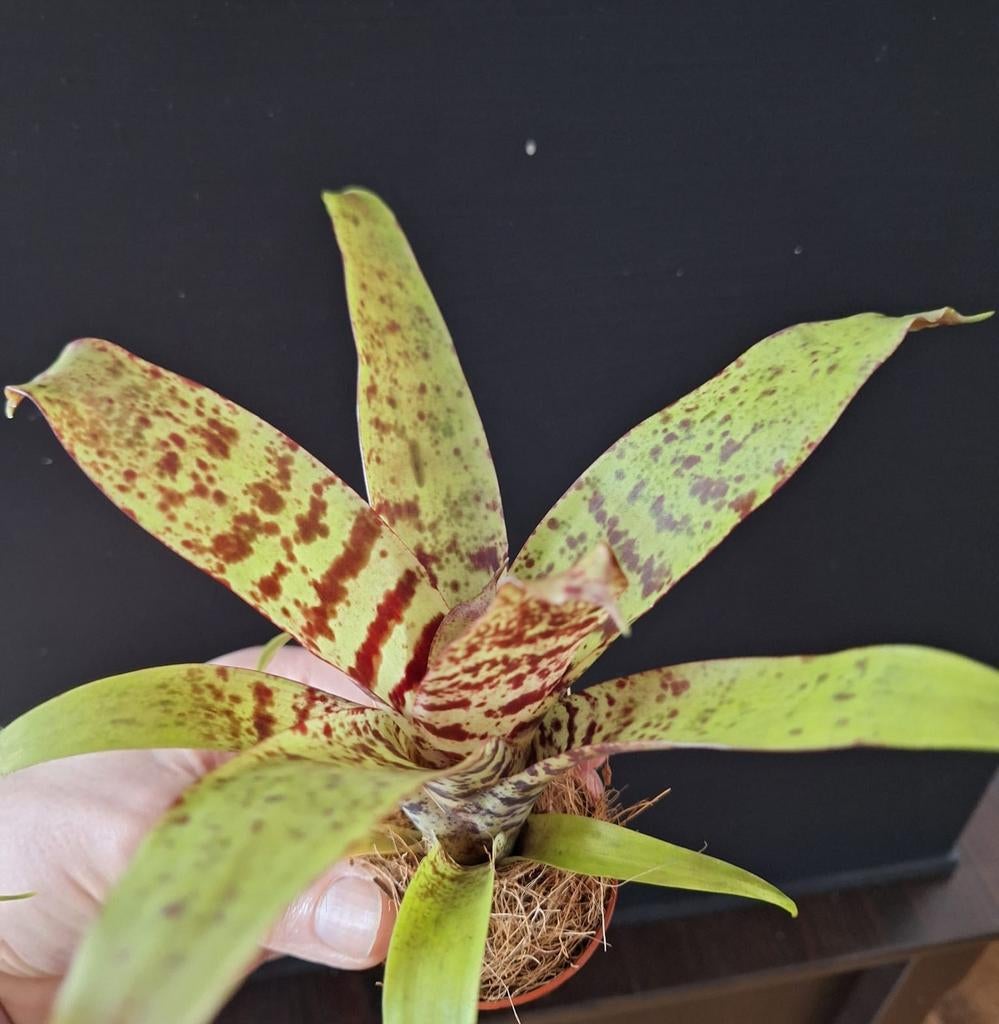 Vriesea 5,5cm potje, Huis en Inrichting, Kamerplanten, Ophalen of Verzenden, Halfschaduw, Minder dan 100 cm