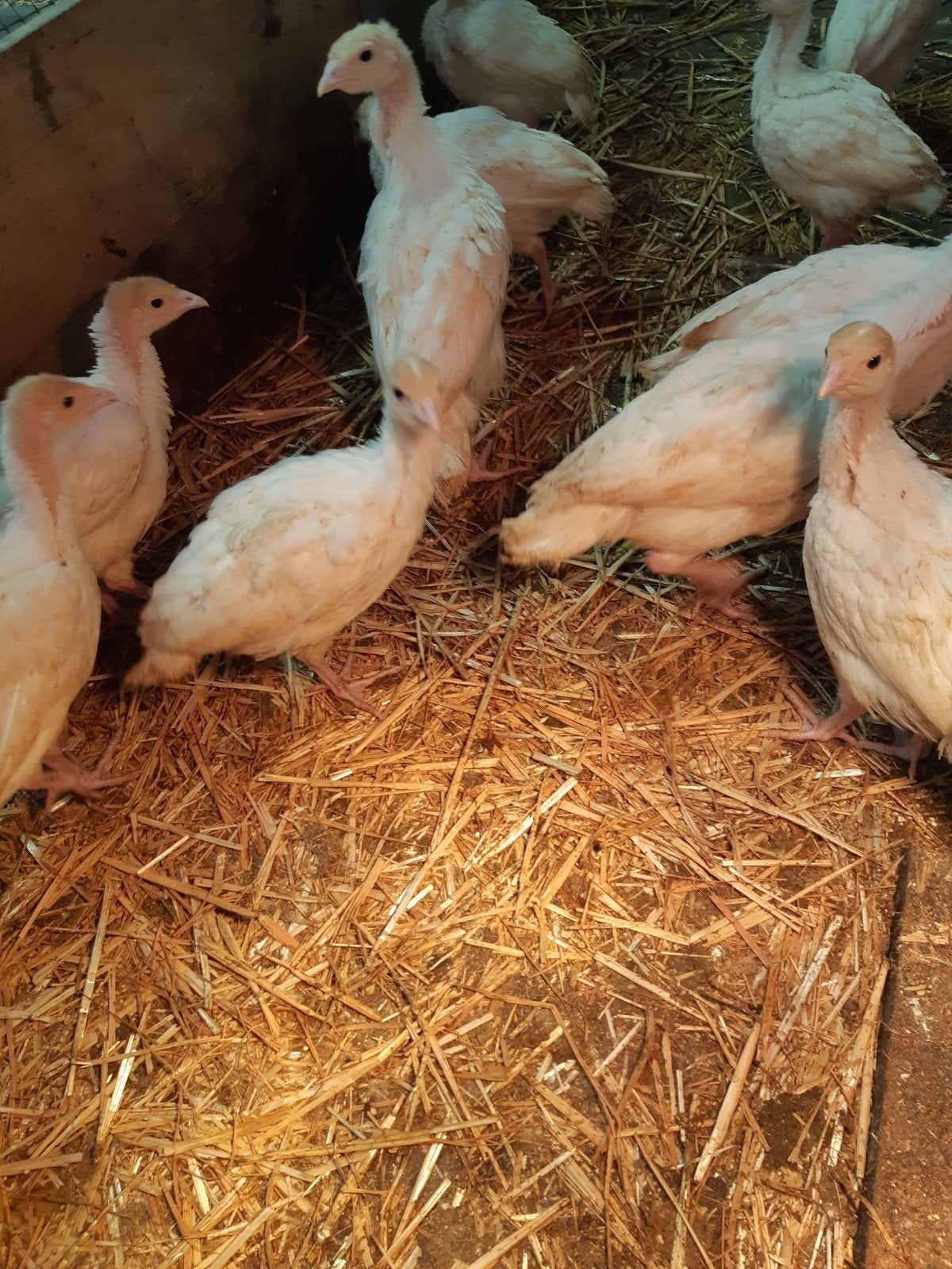 amerikaanse breedborst kalkoen kuikens te koop, Dieren en Toebehoren, Meerdere dieren, Kalkoen