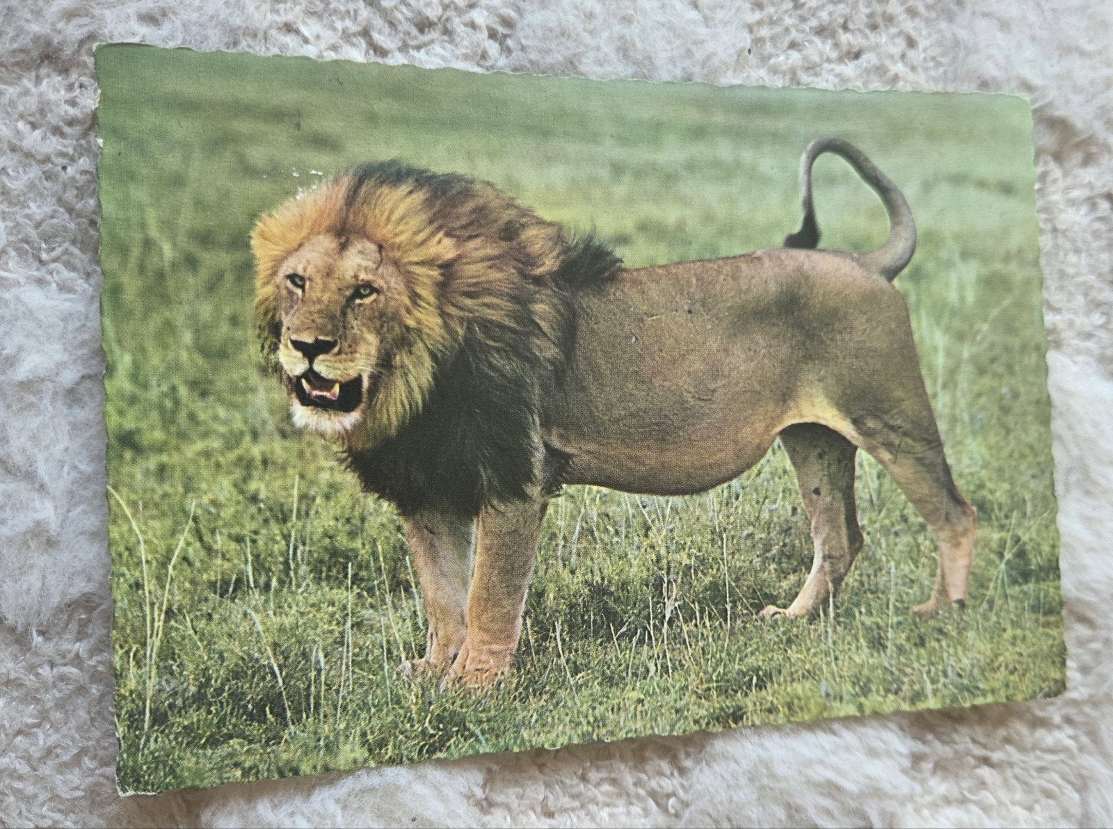 Leeuw, Verzenden, 1940 tot 1960, Gelopen, Wild dier