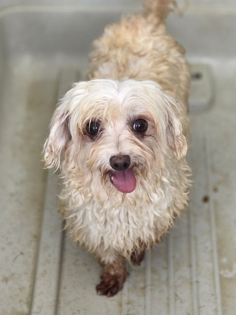 ACE: Eponine is een klein fijn hondje!, Dieren en Toebehoren, Maltezer, Particulier, Buitenland, Teef