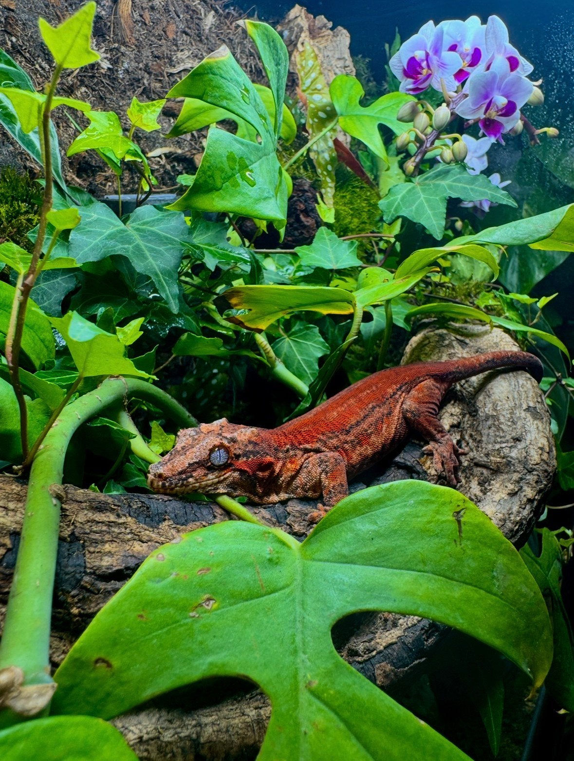 Volwassen Vrouwtje Gargoyle Gecko (High Red Stripe), Hagedis, 0 tot 2 jaar