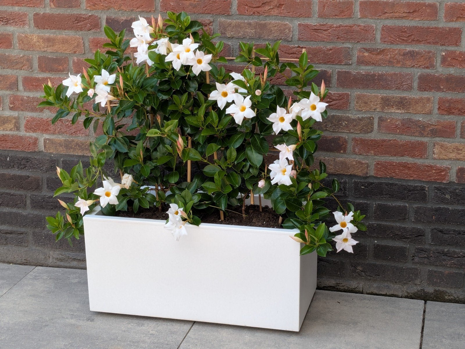 Elho rechthoekige plantenbak wit, Ophalen, Kunststof, Gebruikt, 60 tot 100 cm
