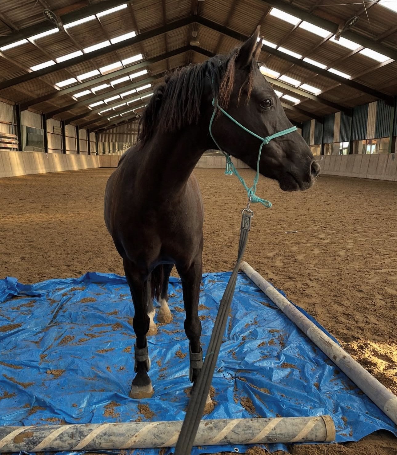 Gezocht: Fijn thuis voor aller liefste kinderpony, Ruin, Recreatiepaard, 11 jaar of ouder