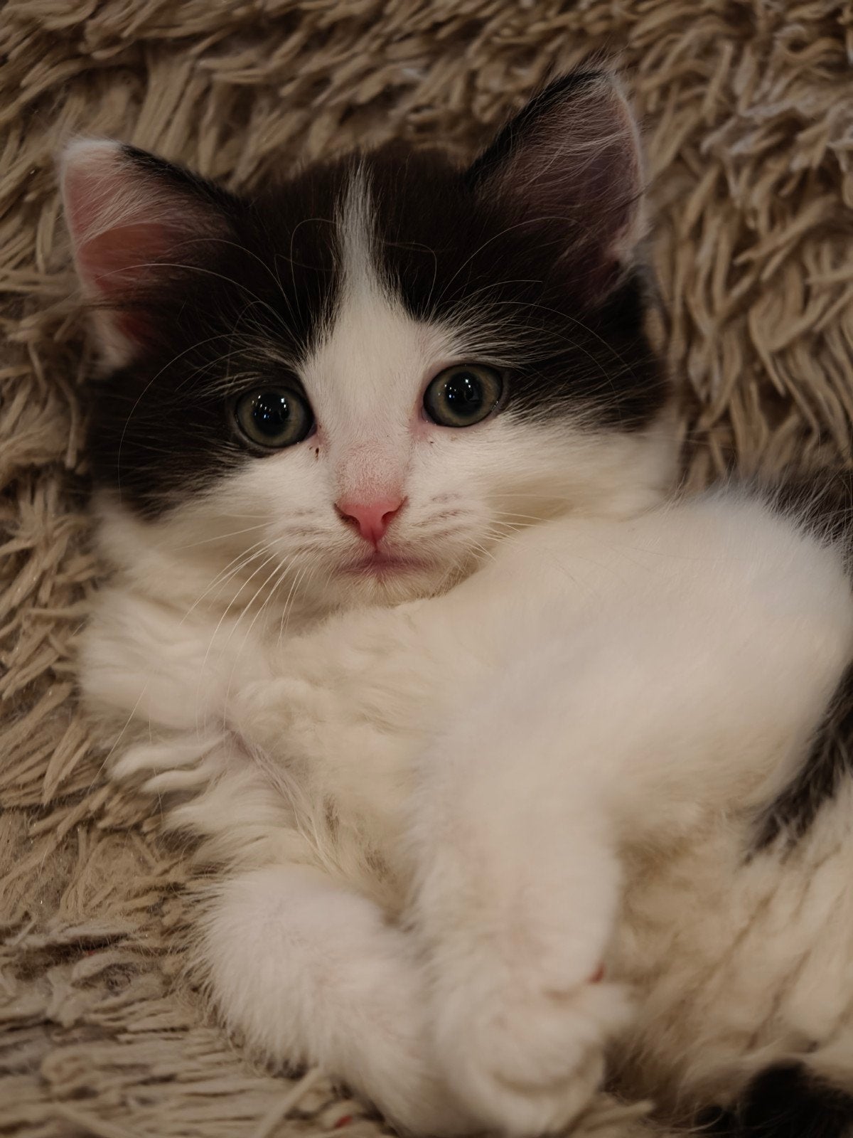 Maincoon British langhaar Noorseboskat mix, Poes, Gechipt