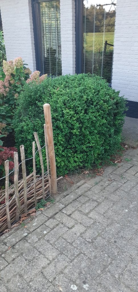 Buxus bol, Ophalen, Buxus, Struik, Minder dan 100 cm