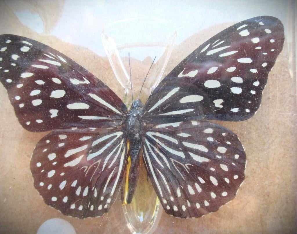 Vlinder Blauwe Tijgervlinder~Tirumala Hamata~Geprepareerd, Ophalen of Verzenden, Zo goed als nieuw, Insect, Opgezet dier