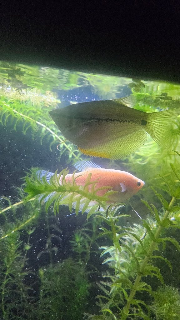 Prachtige gourami vrouwtjes, Vis, Zoetwatervis