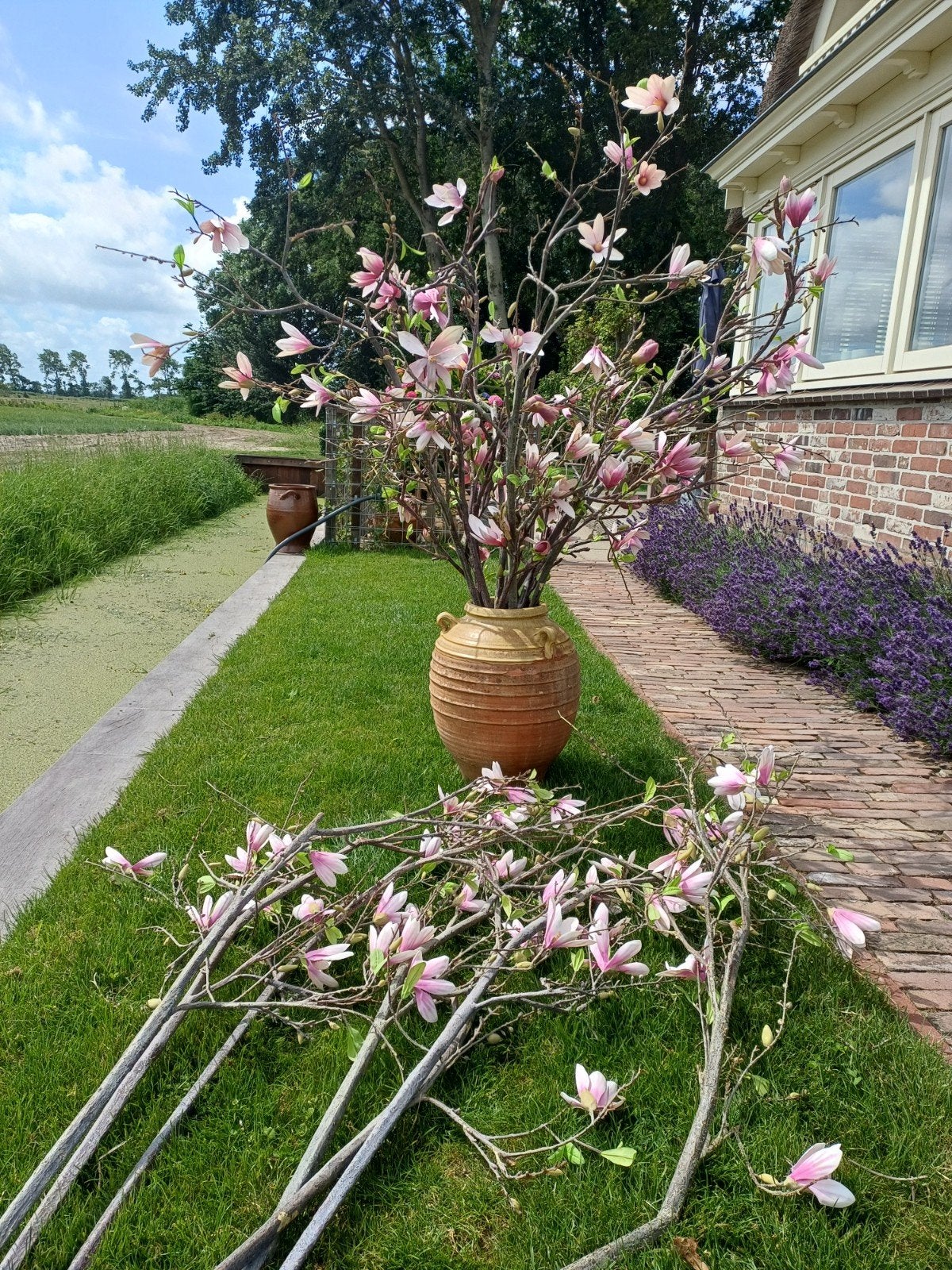 Enorme Kunst Magnolia Takken 16 stuks 125/150 cm lang € 150, Ophalen, Buiten