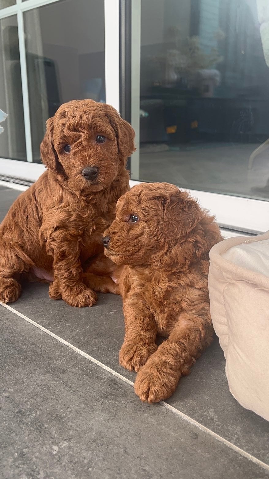 Te koop! Mooie diep rode dwergpoedels, Parvo, 8 tot 15 weken, Meerdere, Meerdere dieren