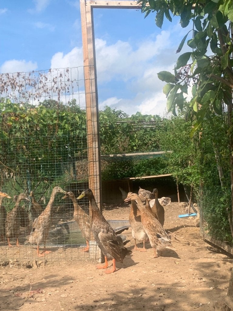 Indische loopeend, Dieren en Toebehoren, Geslacht onbekend, Eend
