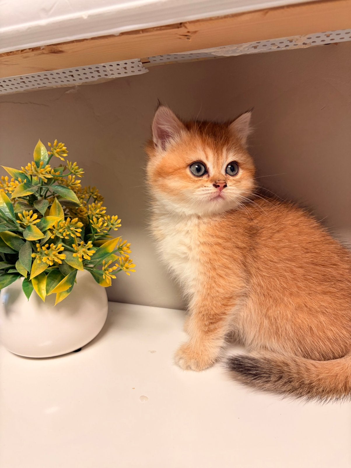 Britse Korthaar Black Golden Shaded kittens te koop, Meerdere dieren