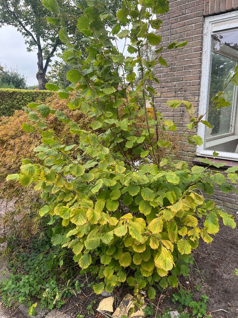 Hazelaar, Ophalen, Halfschaduw, Overige soorten, Lente