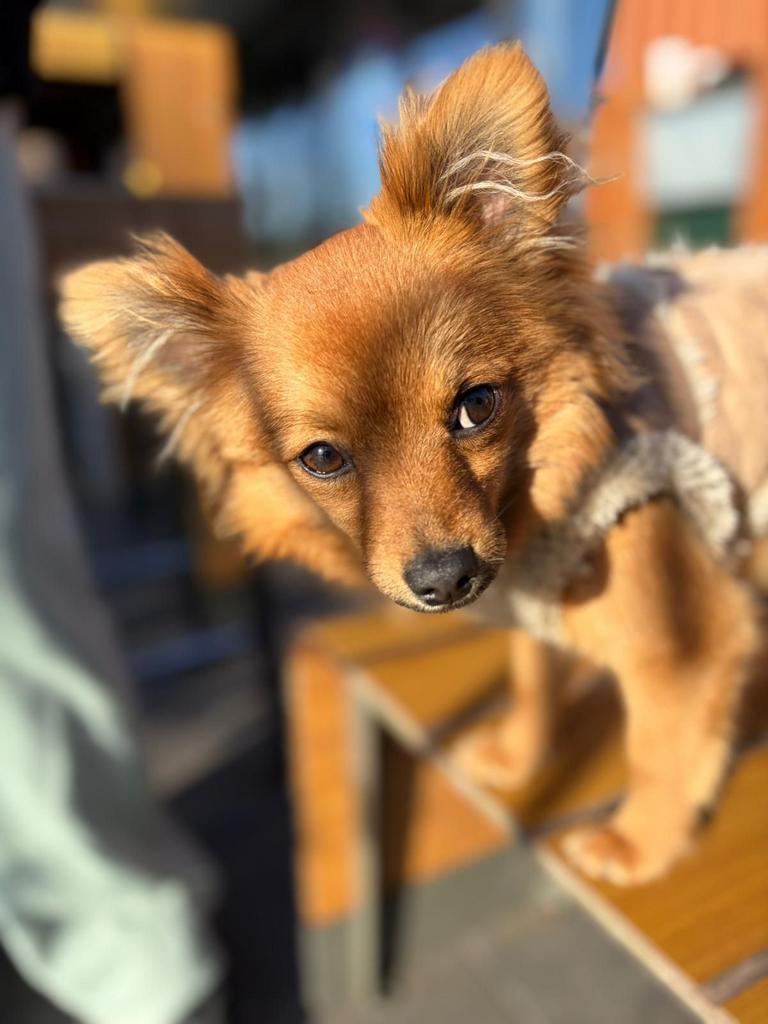 Lieve Pomchi pup (Chihuahua x Pomeriaan), Parvo, Reu, 8 tot 15 weken, Eén hond