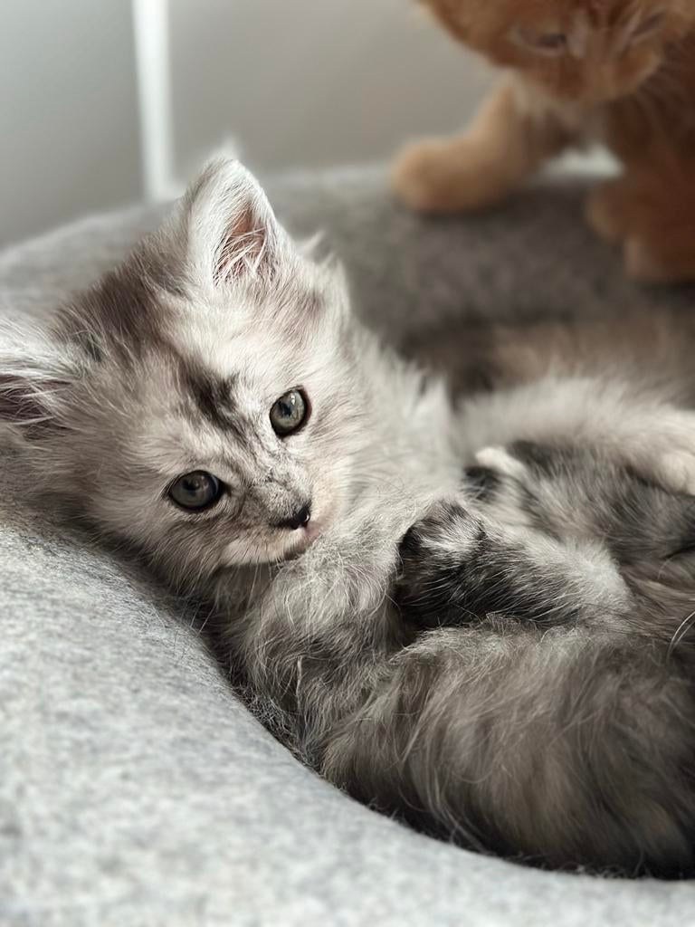 Maincoon kittens, Dieren en Toebehoren, Meerdere dieren, Met stamboom, 0 tot 2 jaar