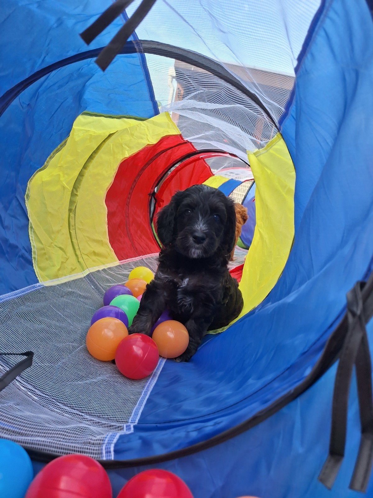 Prachtige mini/medium Australian labradoodle pups, Nederland, Overige rassen, 8 tot 15 weken, Meerdere