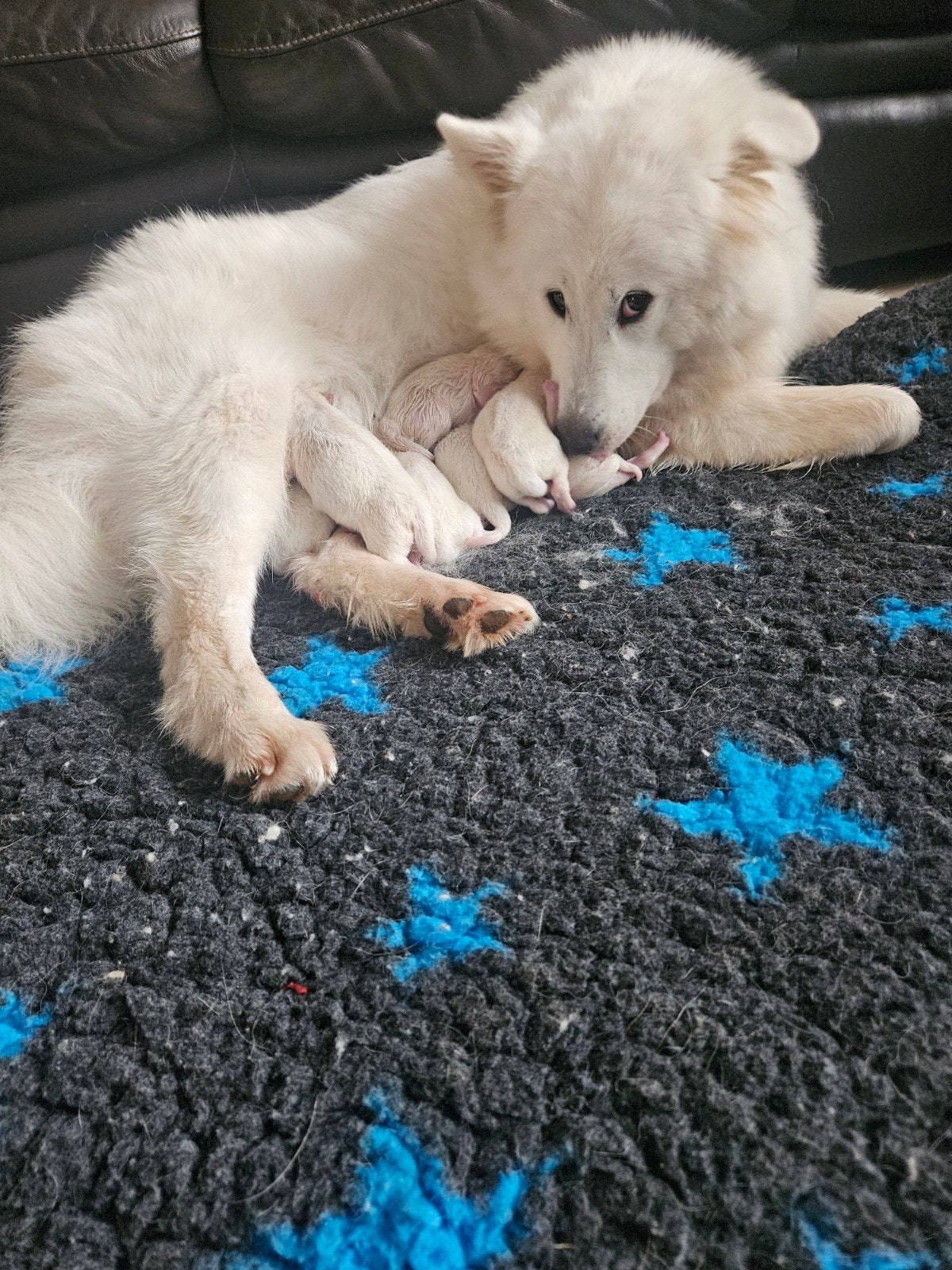pups samojeed x nog 1 teefje beschibaar, 8 tot 15 weken, Poolhond, Meerdere, Meerdere dieren