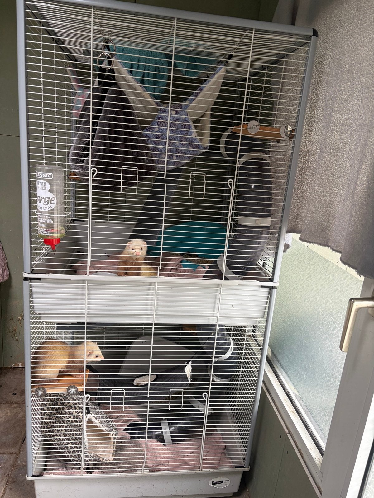 2 lieve ondeugende fretten zusjes, Maart, Vrouwelijk