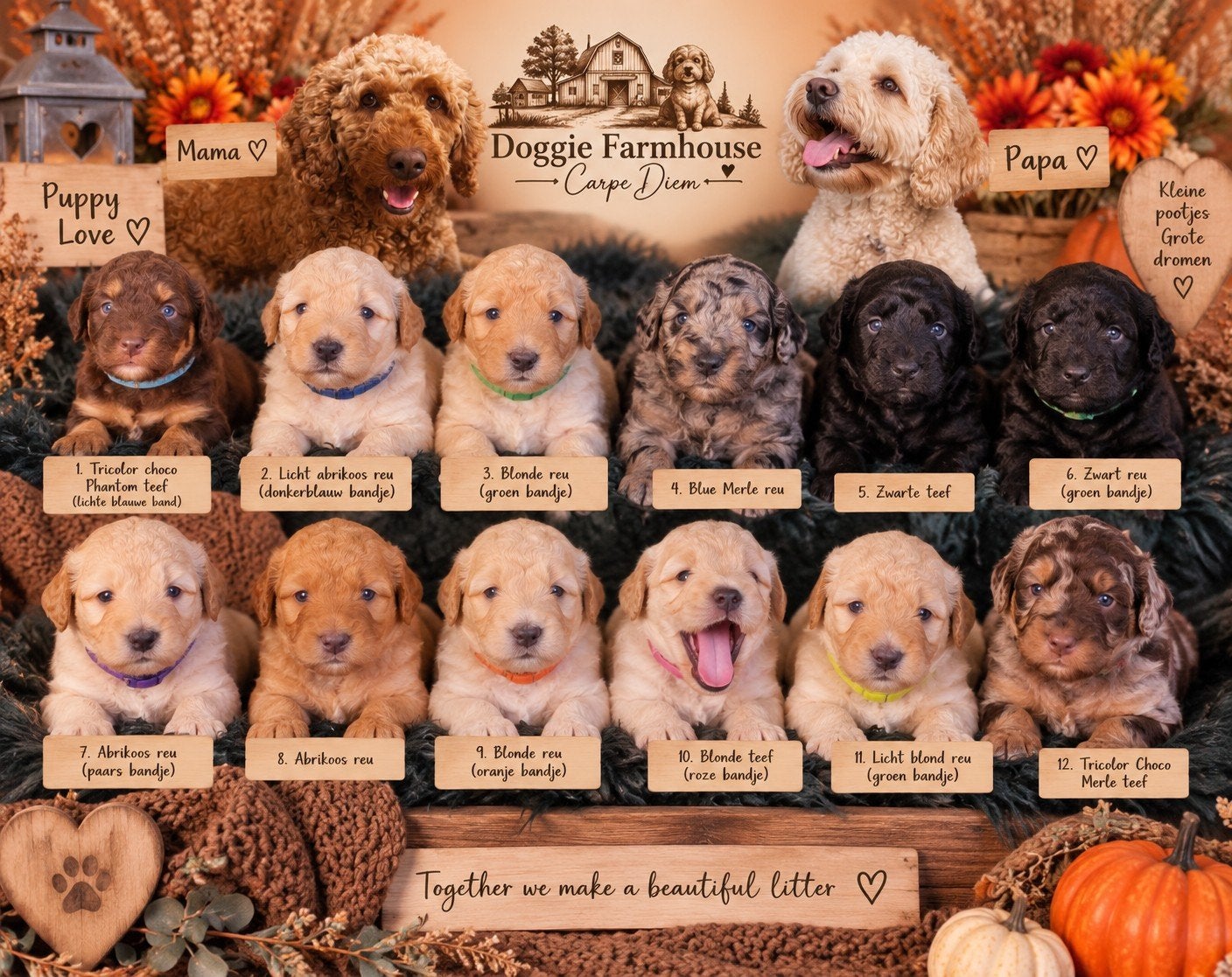Multigen Bernedoodle Medium pups beschikbaar, Parvo, Overige rassen, 8 tot 15 weken, Meerdere