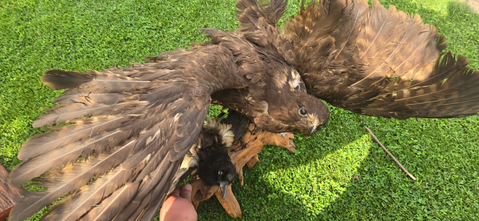 Opgezette Buizerd en Ekster op hout, Ophalen, Gebruikt, Vogel, Opgezet dier