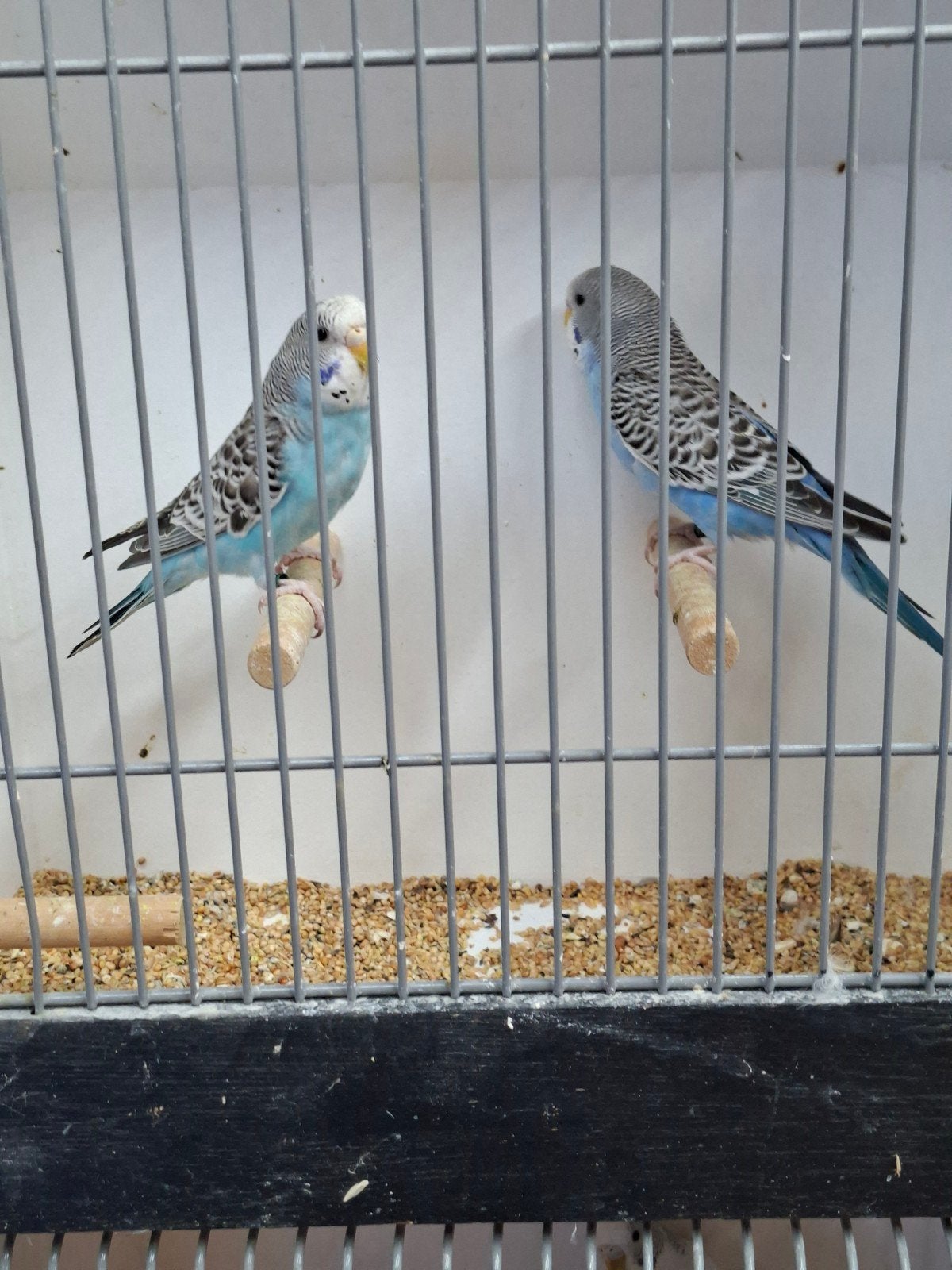 2 koppels split blackface grasparkieten, Dieren en Toebehoren, Vogels | Parkieten en Papegaaien, Meerdere dieren, Parkiet