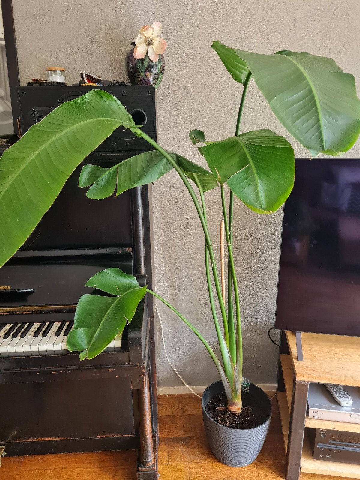 Grote Strelitzia Nicolai - Paradijsvogelplant, Ophalen, Overige soorten, Halfschaduw, In pot