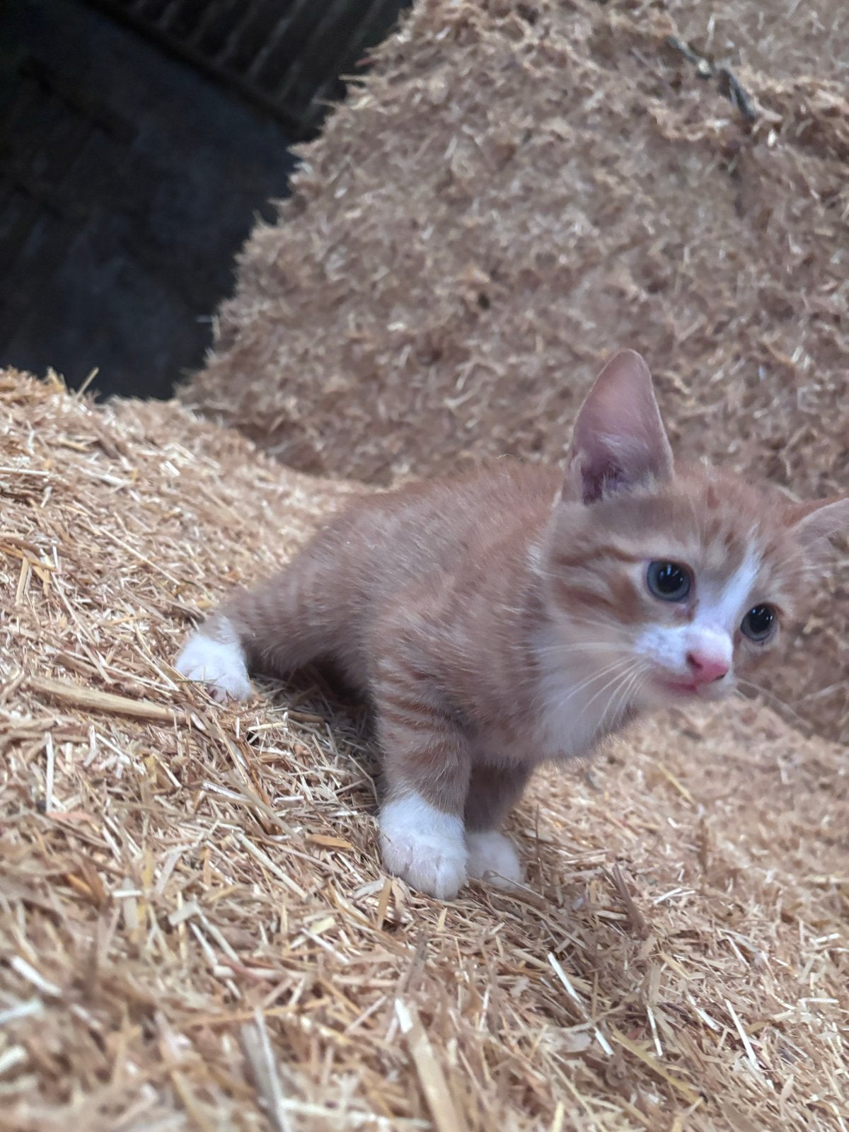 Boerderijkittens, Dieren en Toebehoren, Geslacht onbekend, Kortharig, 0 tot 2 jaar