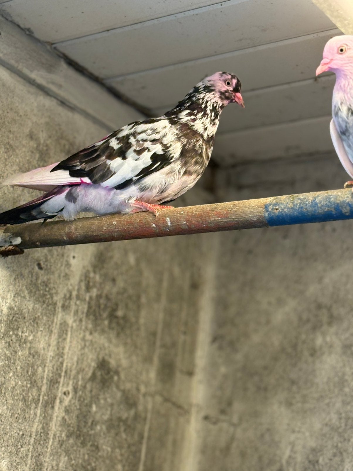 6 birminghamrollers en 3 eksterduiven, Dieren en Toebehoren, Meerdere dieren