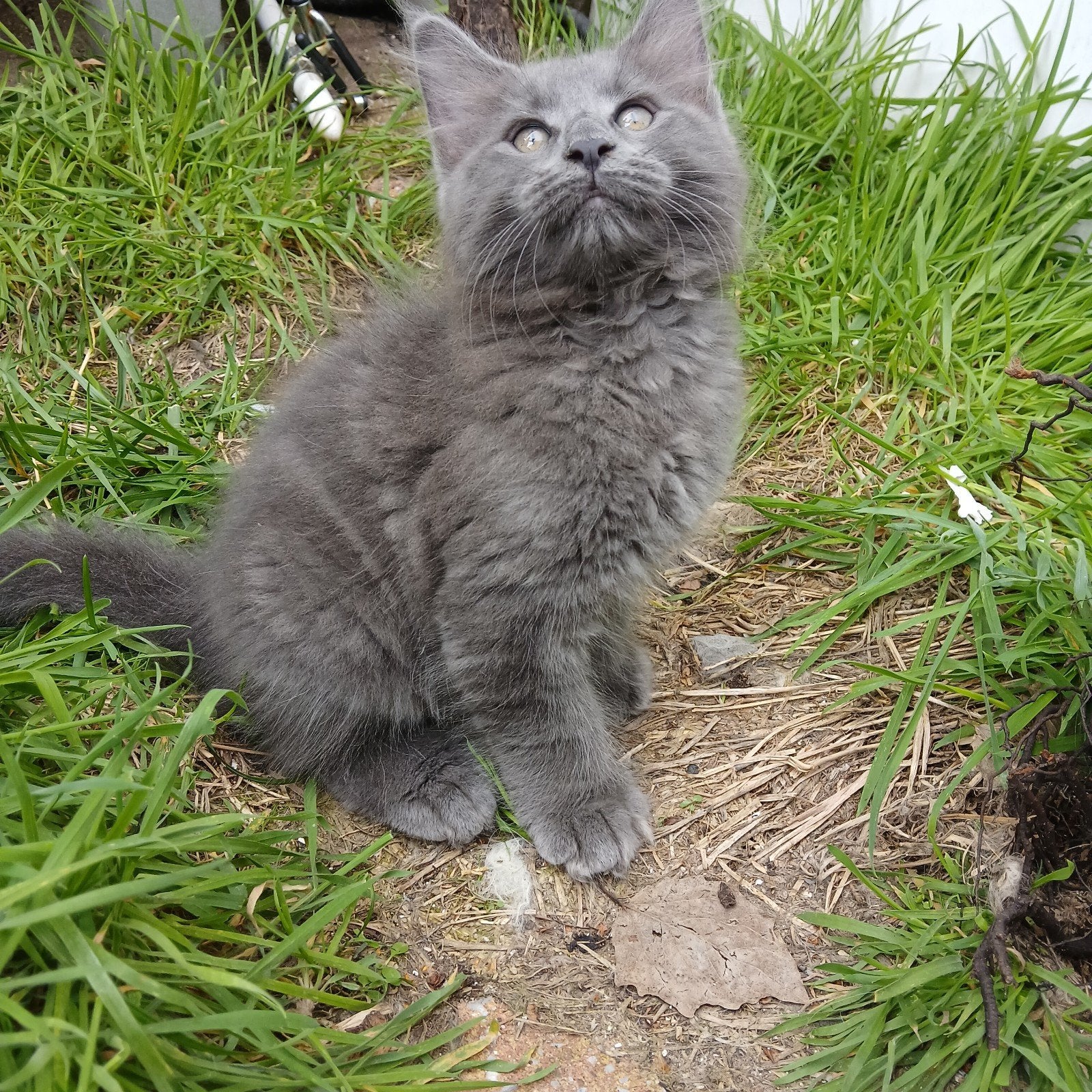 Mooie Maine  coon kittens️❤️, Meerdere dieren, Langharig, 0 tot 2 jaar