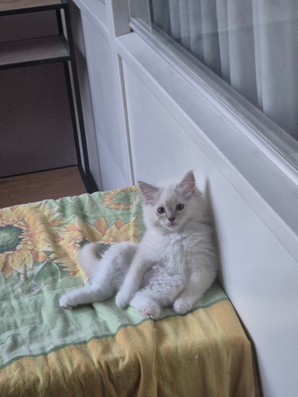 Prachtig Chinnemon mink mitted Ragdoll katertje te koop., Dieren en Toebehoren, Katten en Kittens | Raskatten | Langhaar, Kater