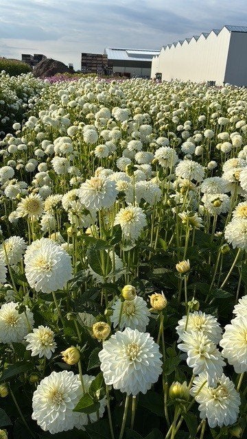 Dahliaknollen "Snow Cap" te koop!, Ophalen, Voorjaar, Volle zon, Knol