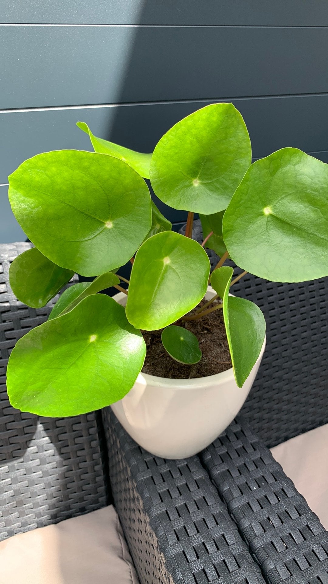 Pannenkoekplant met pot €5, Huis en Inrichting, Kamerplanten, Ophalen, Halfschaduw, Minder dan 100 cm
