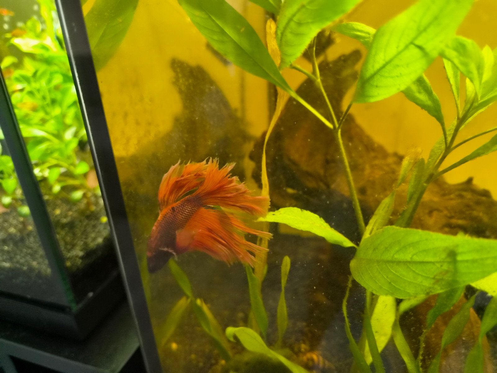 Mannelijke betta koi, Dieren en Toebehoren, Vis, Zoetwatervis