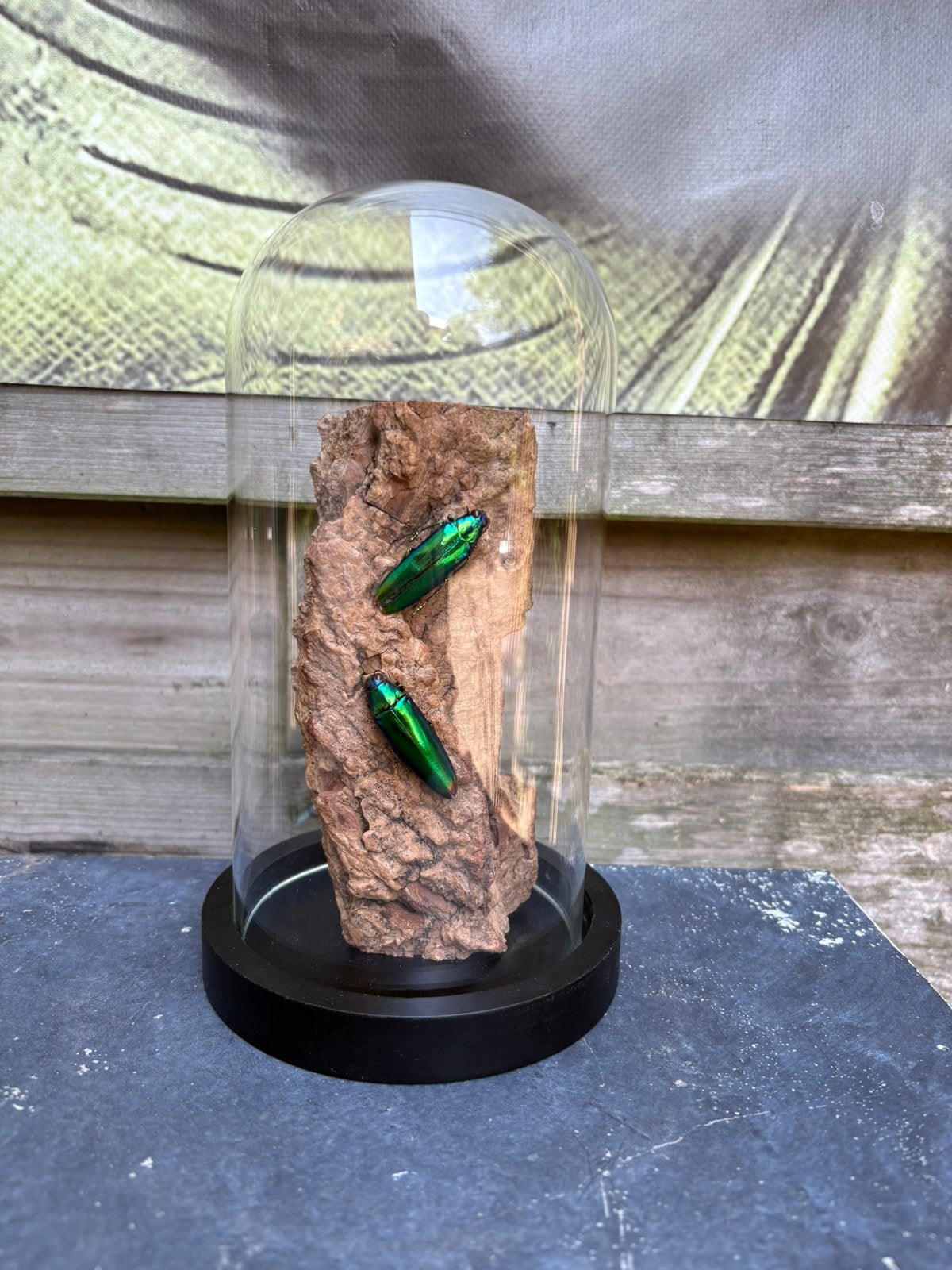 Geprepareerde kevers in een glazen stolp, Verzamelen, Ophalen of Verzenden, Insect, Opgezet dier