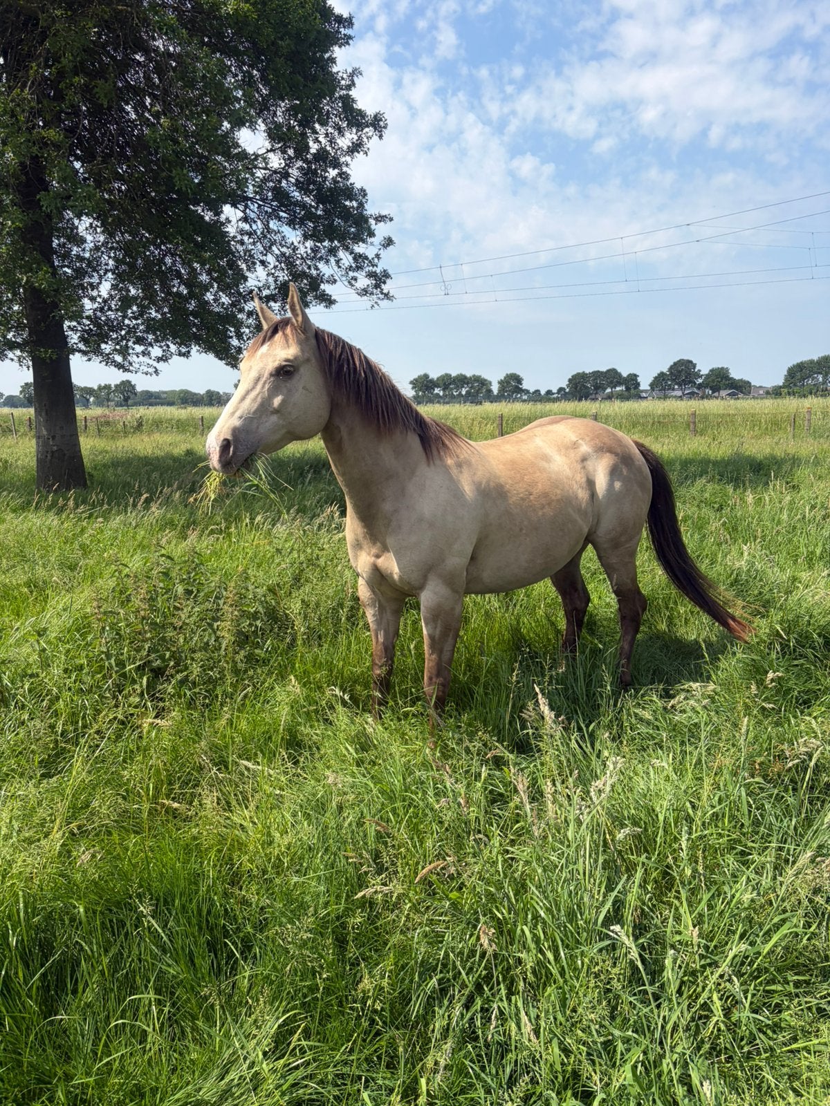 Prachtige, mensgerichte en gevoelige x Quarter merrie, Dieren en Toebehoren, Merrie, Minder dan 160 cm, Zadelmak, Recreatiepaard