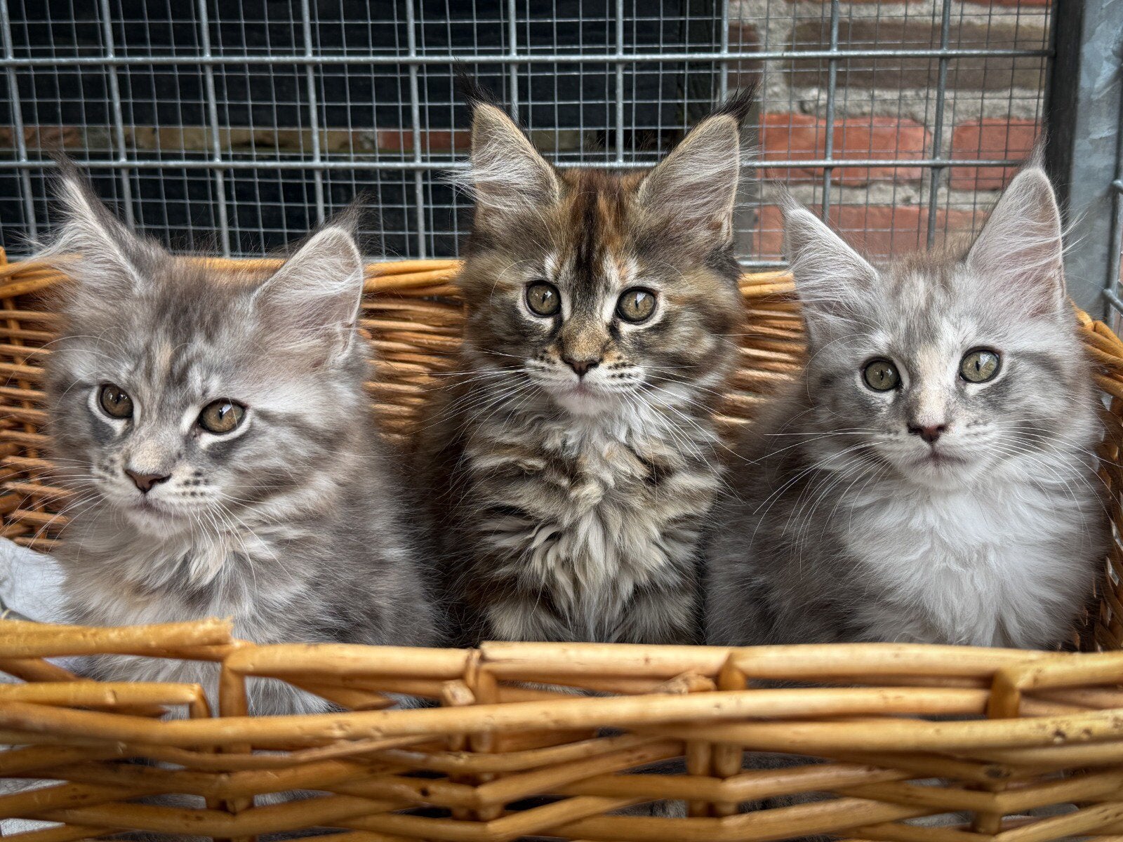 Maine coon kittens, Dieren en Toebehoren, Poes, Met stamboom, 0 tot 2 jaar