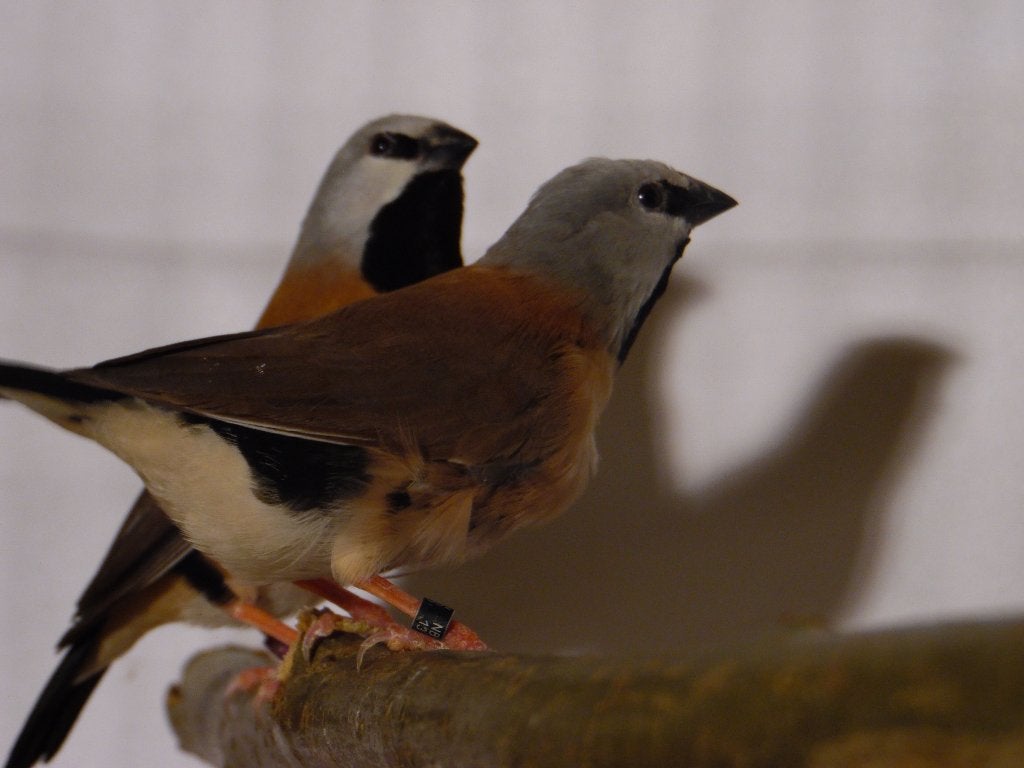 Gordelgrasvink | Wildkleur | Deskundig advies, Meerdere dieren, Overige soorten