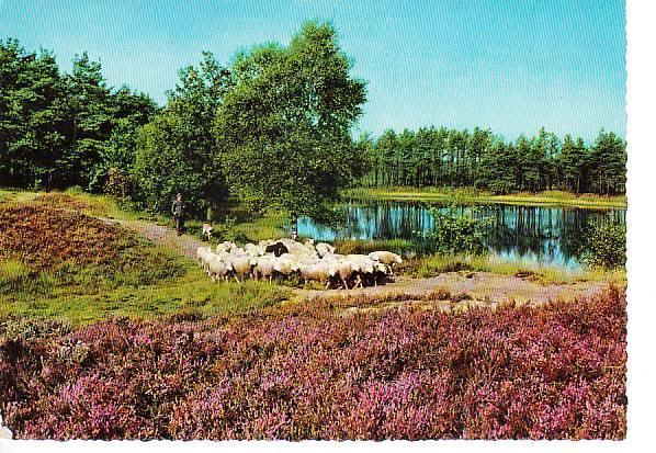 Ansichtkaart	Nunspeet	Schapen, Verzenden, 1960 tot 1980, Gelopen, Gelderland