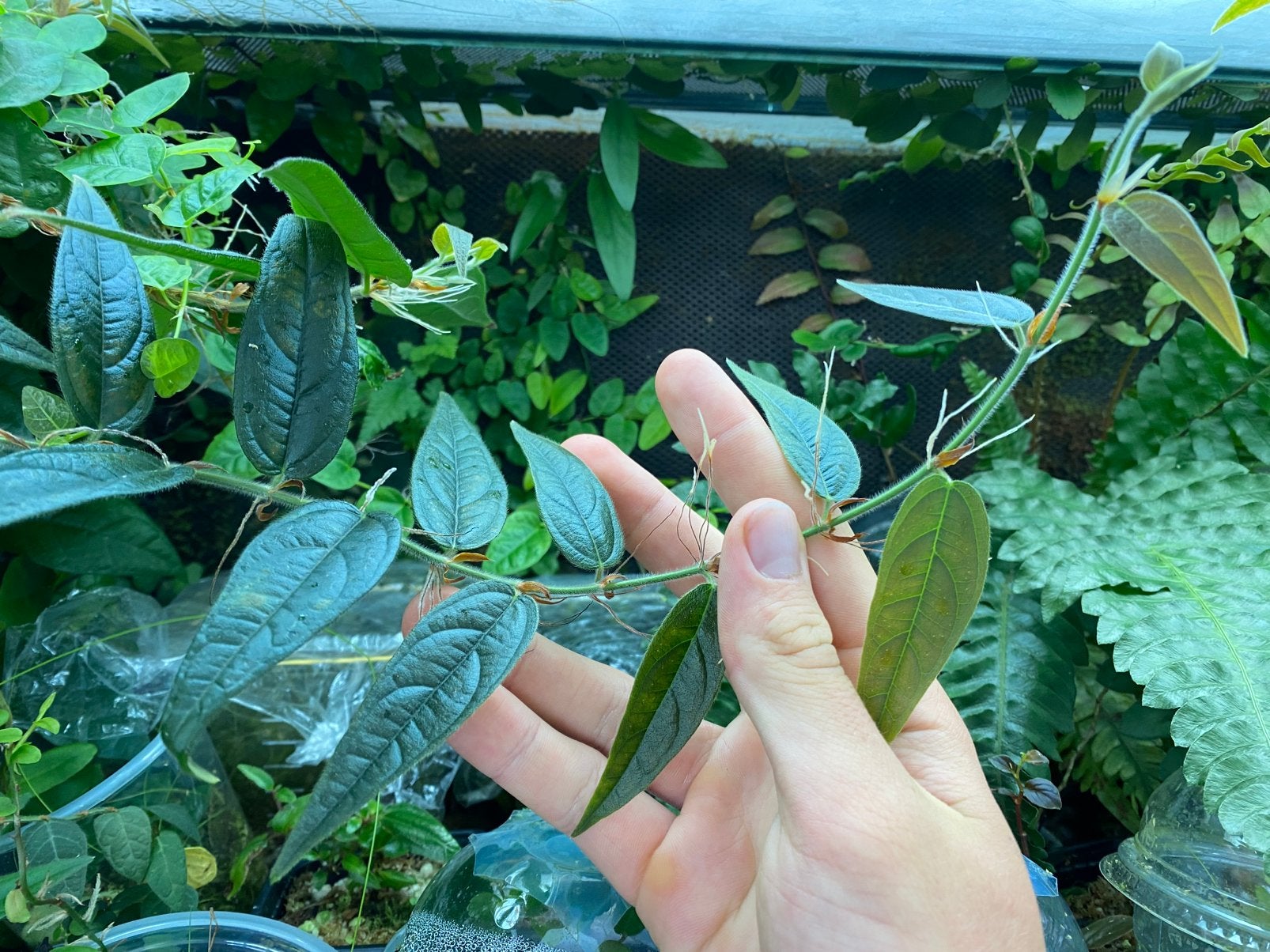 Ficus recurva var. ribesoides - rare, Ophalen of Verzenden, Halfschaduw, Minder dan 100 cm