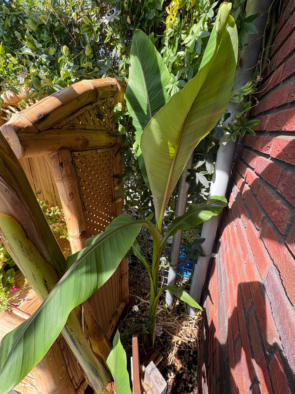 Bananenboom Musa Basjoo, middelgroot (80cm)en groot (170cm), Ophalen of Verzenden, Zomer, Volle zon, Overige soorten