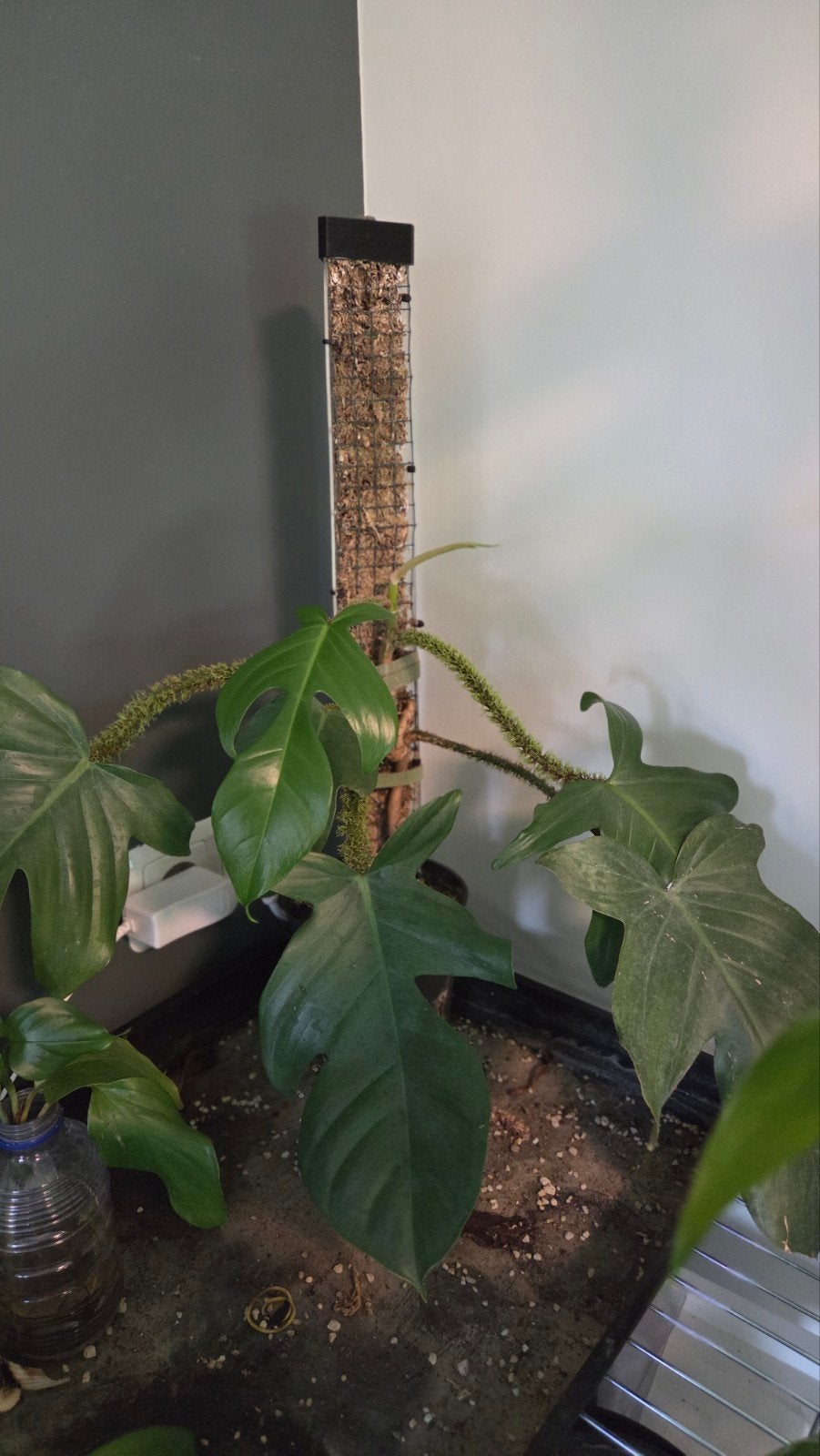 philodendron squamiferum, Ophalen of Verzenden, Halfschaduw, Minder dan 100 cm
