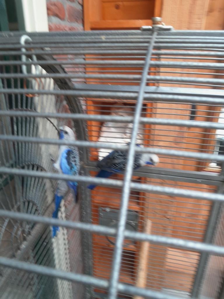 Penante te koop broedrijp mooie  vogel  komen uit voliere, Dieren en Toebehoren, Mannelijk, Parkiet