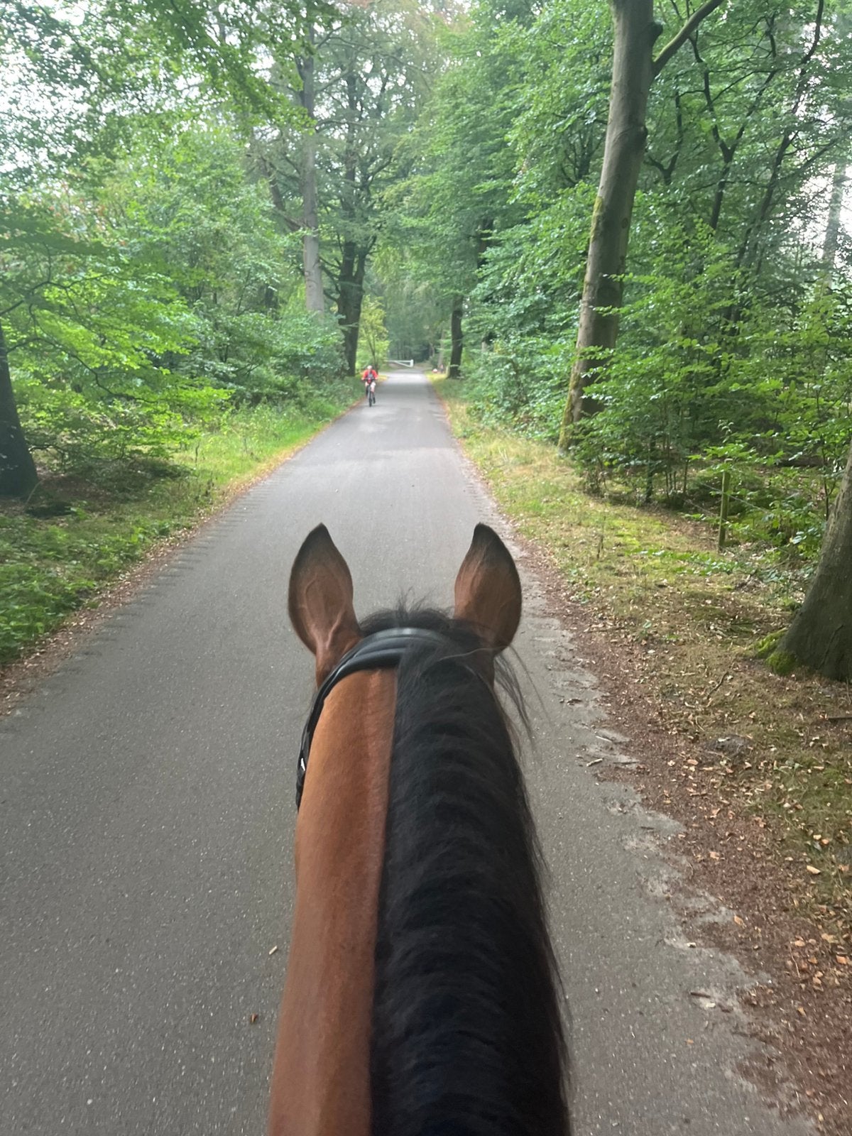 Droom paard GEZOCHT, Dieren en Toebehoren