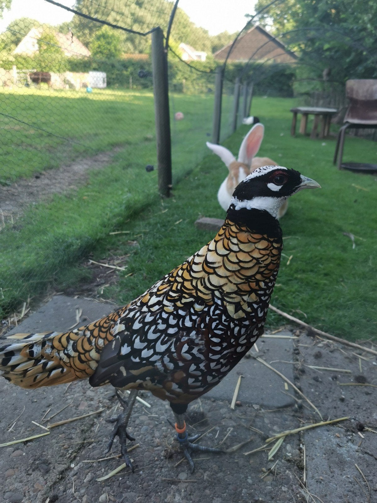 Koningsfazant, Dieren en Toebehoren, Pluimvee, Kip, Meerdere dieren