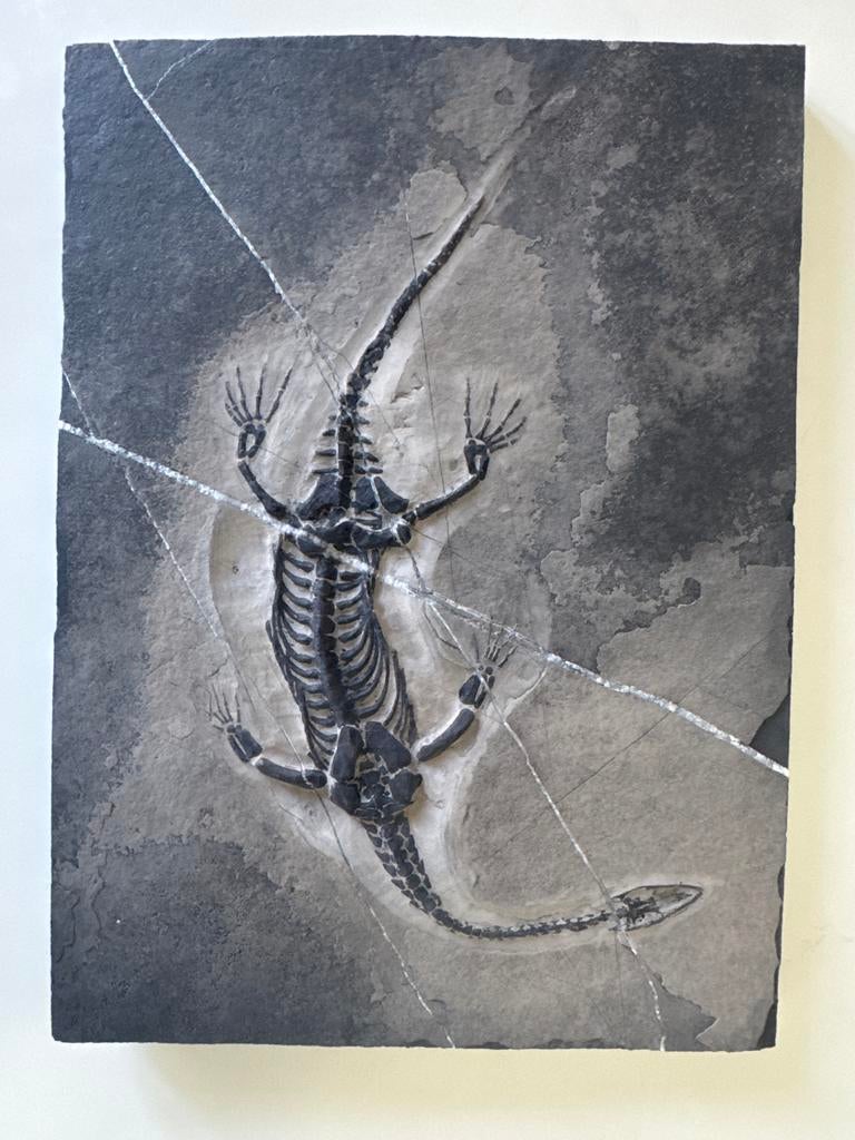 Keichousaurus fossiel in steen met kwartsaders, Ophalen of Verzenden, Fossiel