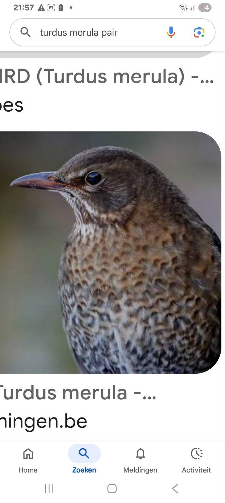 Gezocht poppen merel en zanglijster, Dieren en Toebehoren, Vrouwelijk, Wildzangvogel, Geringd