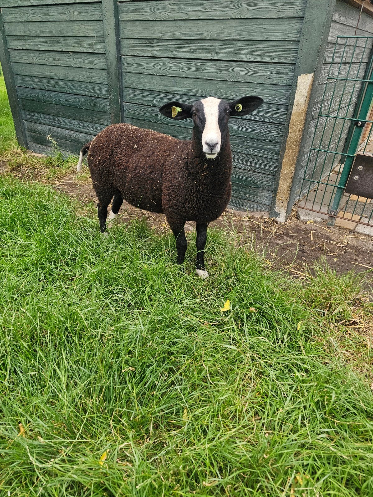 Zwartbles schaap ooi scrapie resistent zwoegervrij, Vrouwelijk, Geit